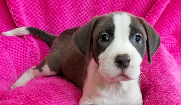 These Stockton-based puppies are up for adoption and in need of a good home