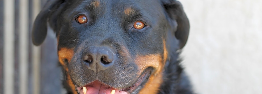 These Riverside-based pups are up for adoption and in need of a good home