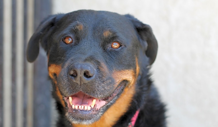These Riverside-based pups are up for adoption and in need of a good home
