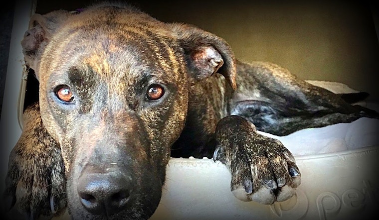 7 lovable pups to adopt now in Albuquerque
