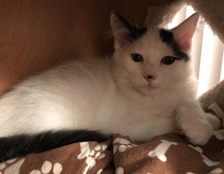 4 cute-as-can-be kittens to adopt now in San Jose