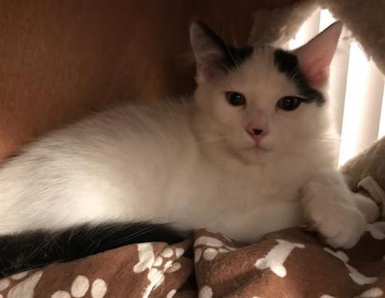 4 cute-as-can-be kittens to adopt now in San Jose