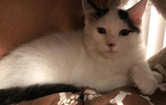 4 cute-as-can-be kittens to adopt now in San Jose