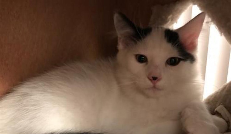 4 cute-as-can-be kittens to adopt now in San Jose