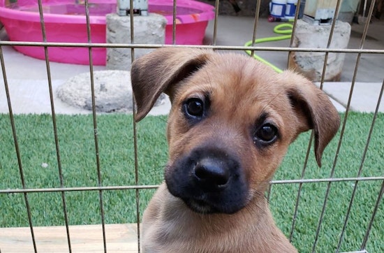 These Chicago-based puppies are up for adoption and in need of a good home
