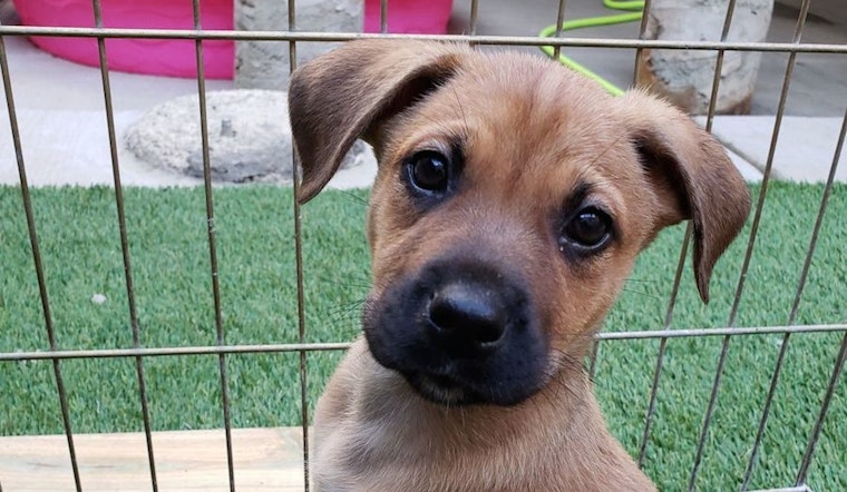 These Chicago-based puppies are up for adoption and in need of a good home