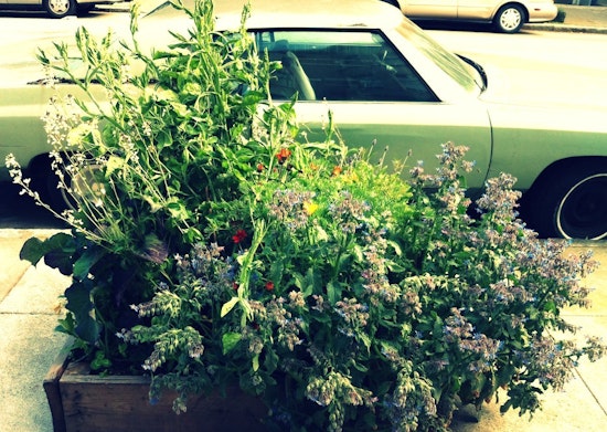 Guerrilla Sidewalk Gardening