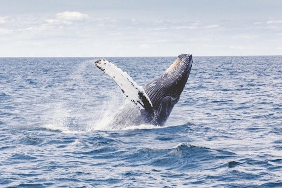 Jacksonville boasts a hot lineup of travel and outdoor deals this week