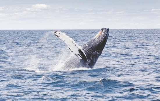Jacksonville boasts a hot lineup of travel and outdoor deals this week