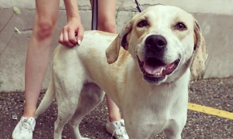 Want to adopt a pet? Here are 6 lovable pups to adopt now in Detroit