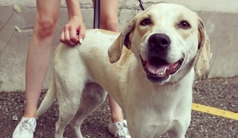 Want to adopt a pet? Here are 6 lovable pups to adopt now in Detroit