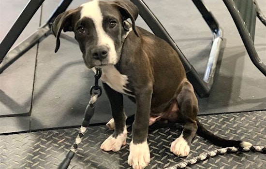 6 perfect puppies to adopt now in Colorado Springs