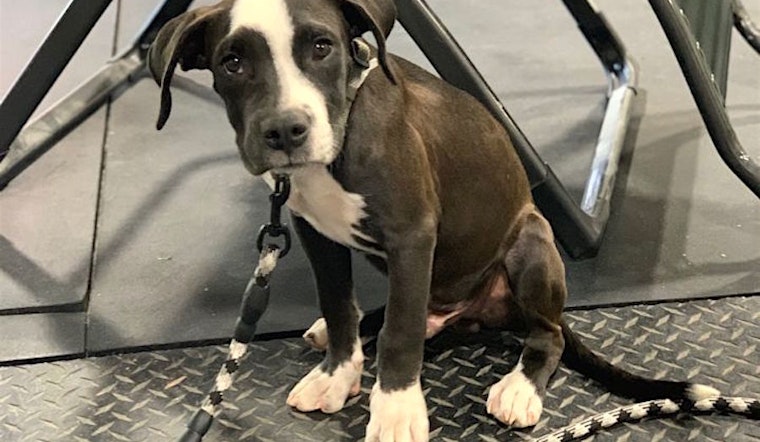 6 perfect puppies to adopt now in Colorado Springs