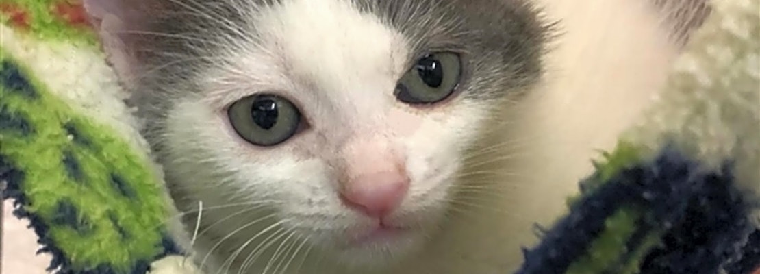 Want to adopt a pet? Here are 5 cute-as-can-be kittens to adopt now in San Diego
