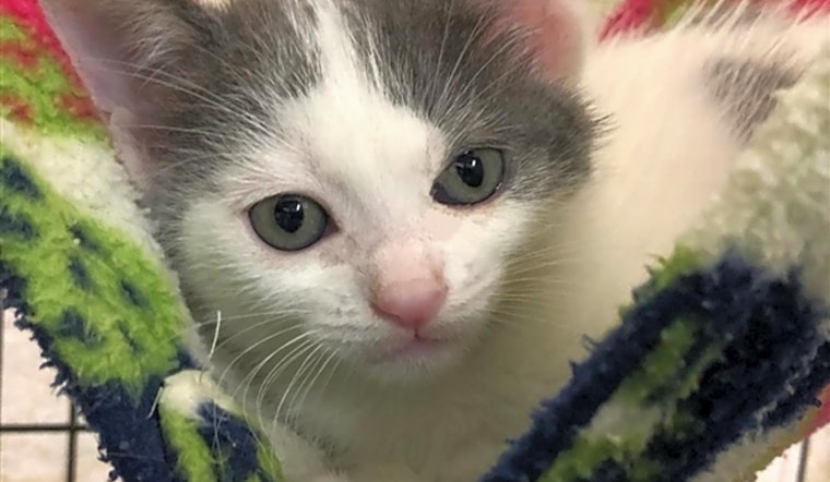 Want to adopt a pet? Here are 5 cute-as-can-be kittens to adopt now in San Diego