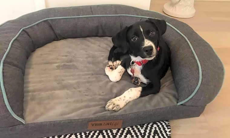 Looking to adopt a pet? Here are 5 perfect pups to adopt now in Boston