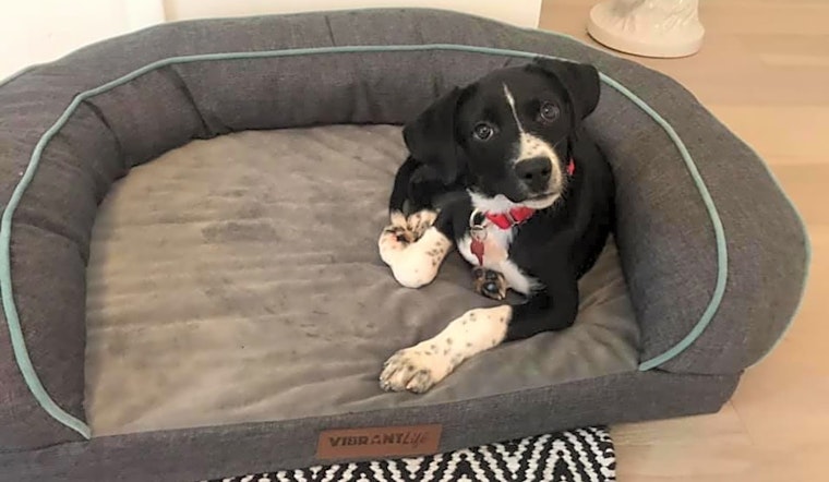 Looking to adopt a pet? Here are 5 perfect pups to adopt now in Boston