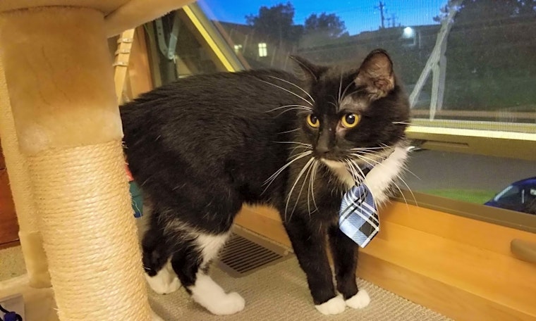 7 cute kitties to adopt now in Minneapolis