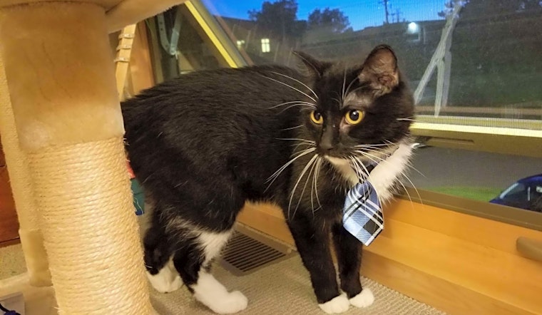 7 cute kitties to adopt now in Minneapolis