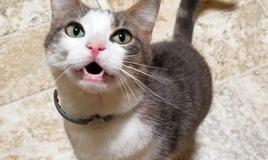 Meet 4 furry felines ready for adoption right now in Dallas