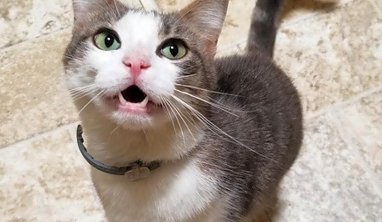 Meet 4 furry felines ready for adoption right now in Dallas