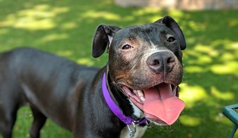 These Raleigh-based doggies are up for adoption and in need of a good home