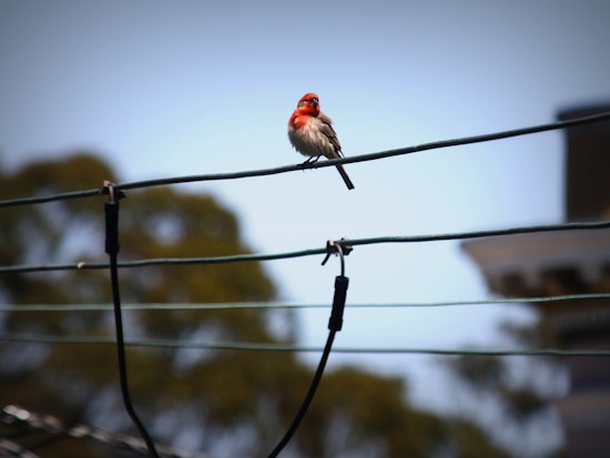 Friendly Friday Reminder: Sing, Little Birdies!