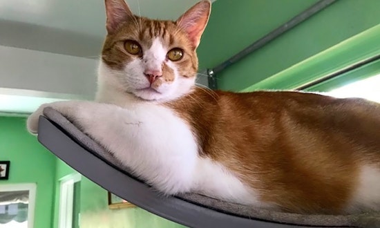 4 cool kitties to adopt now in Bakersfield