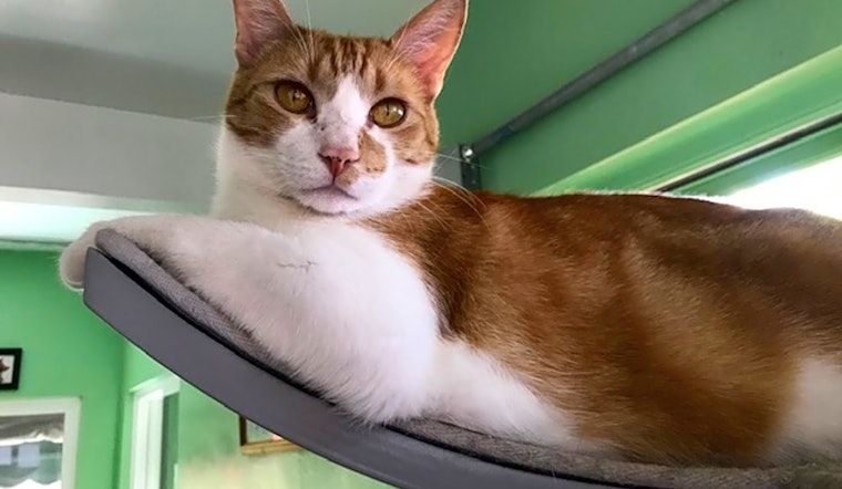 4 cool kitties to adopt now in Bakersfield