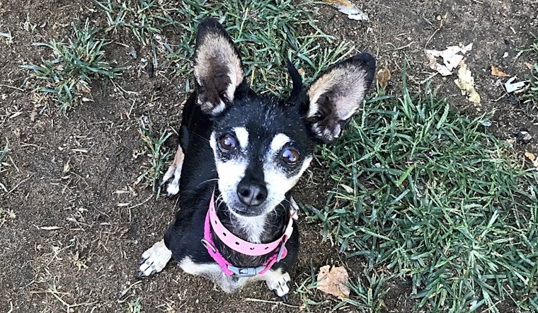 7 lovable pups to adopt now in Fresno