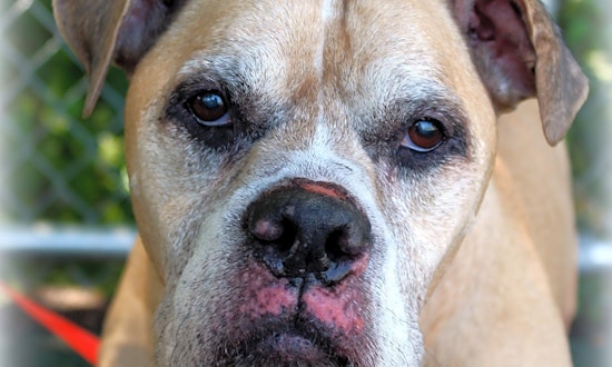 Want to adopt a pet? Here are 3 delightful doggies to adopt now in Jersey City