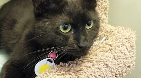These Louisville-based cats are up for adoption and in need of a good home
