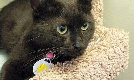 These Louisville-based cats are up for adoption and in need of a good home