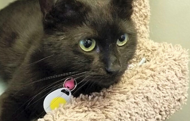 These Louisville-based cats are up for adoption and in need of a good home