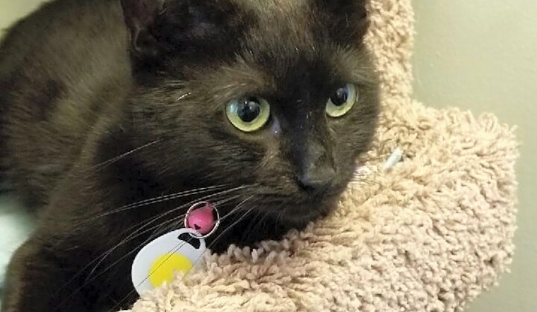 These Louisville-based cats are up for adoption and in need of a good home
