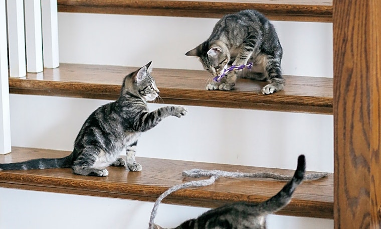 These Nashville-based kittens are up for adoption and in need of a good home