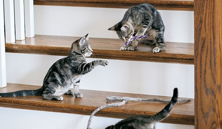 These Nashville-based kittens are up for adoption and in need of a good home