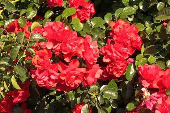 Sunnyvale's top 5 parks to visit now