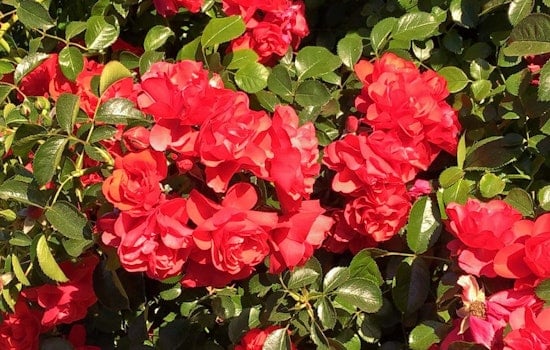 Sunnyvale's top 5 parks to visit now
