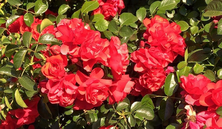 Sunnyvale's top 5 parks to visit now