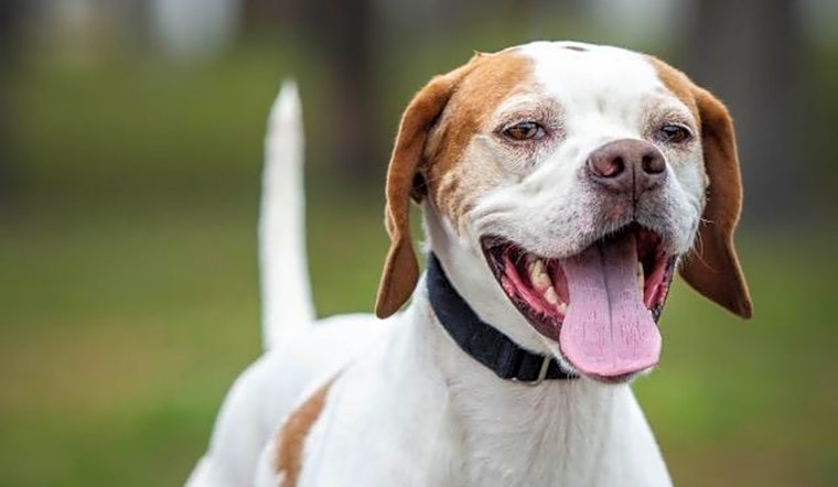 Want to adopt a pet? Here are 5 lovable pups to adopt now in Saint Petersburg
