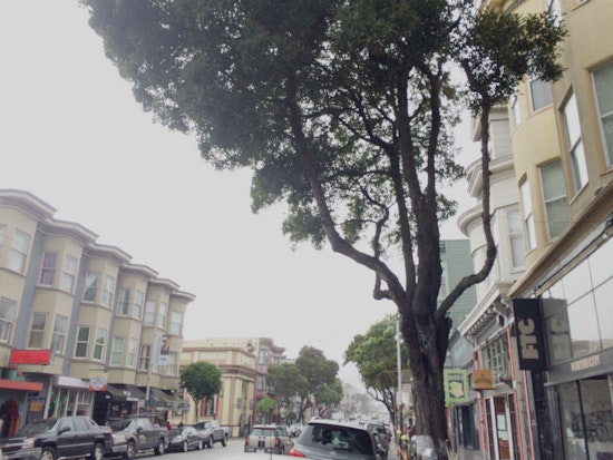 More Upper Haight Street Trees Marked For Removal