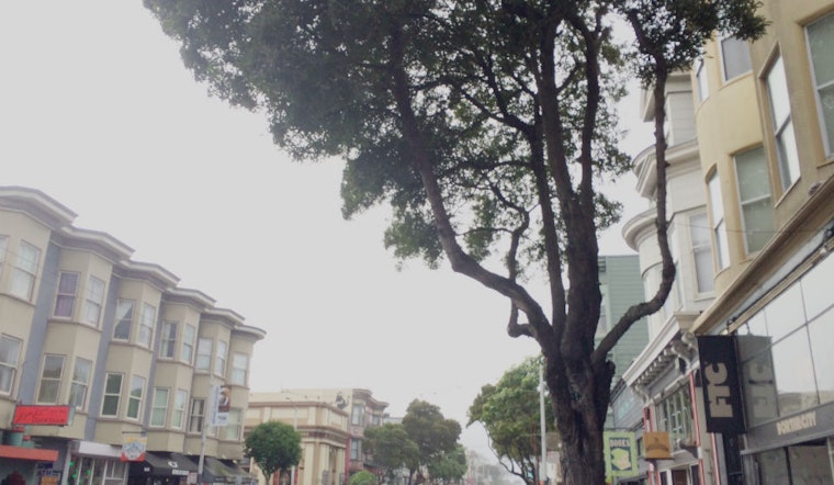 More Upper Haight Street Trees Marked For Removal