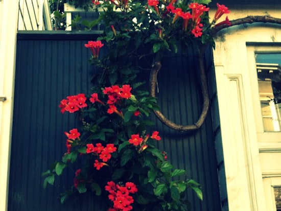Botany Photo Quiz