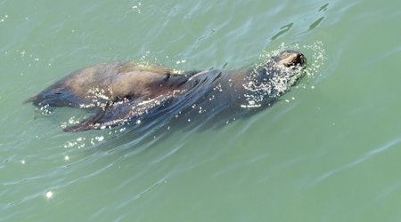 Sea Lion Bites Woman Swimming At Aquatic Park