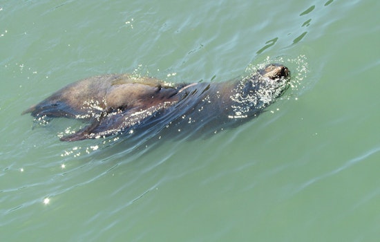 Sea Lion Bites Woman Swimming At Aquatic Park