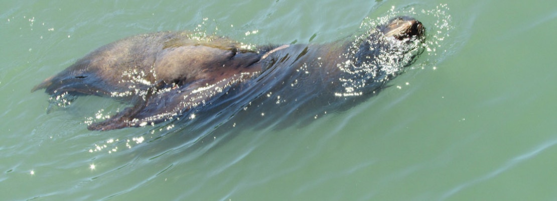 Sea Lion Bites Woman Swimming At Aquatic Park