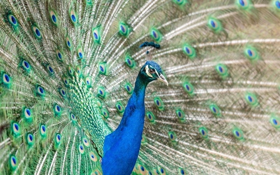 Top LA news: Detective gets 3 years for rape; man arrested on suspicion of killing peacocks; more