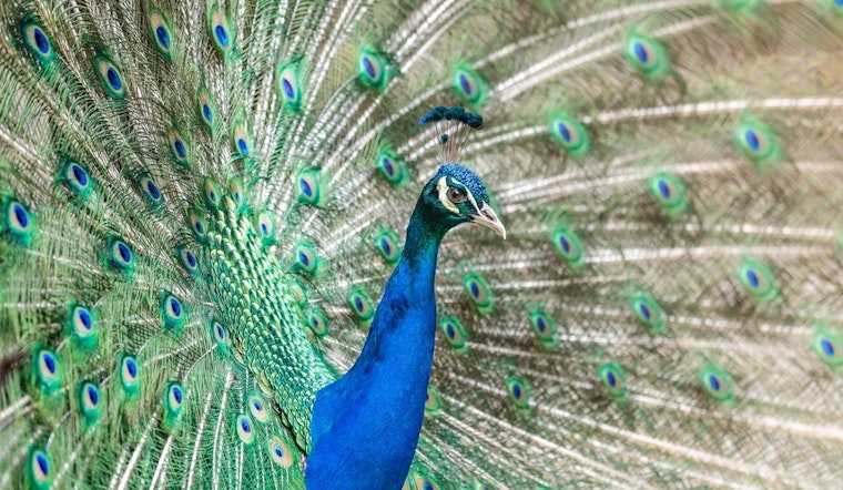 Top LA news: Detective gets 3 years for rape; man arrested on suspicion of killing peacocks; more