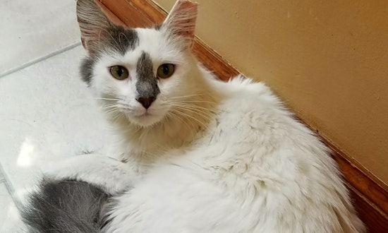 4 cute kitties to adopt now in Philadelphia